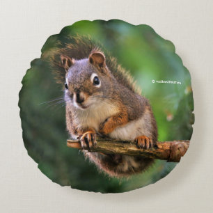 Cute Saucy Red Squirrel in the Fir Round Cushion