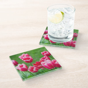Cute scarlet tulips in the garden glass coaster