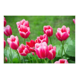 Cute scarlet tulips in the garden photo print