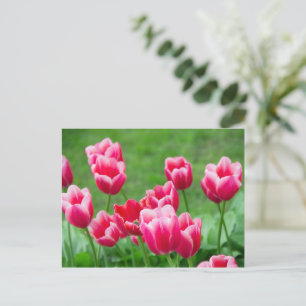 Cute scarlet tulips in the garden postcard
