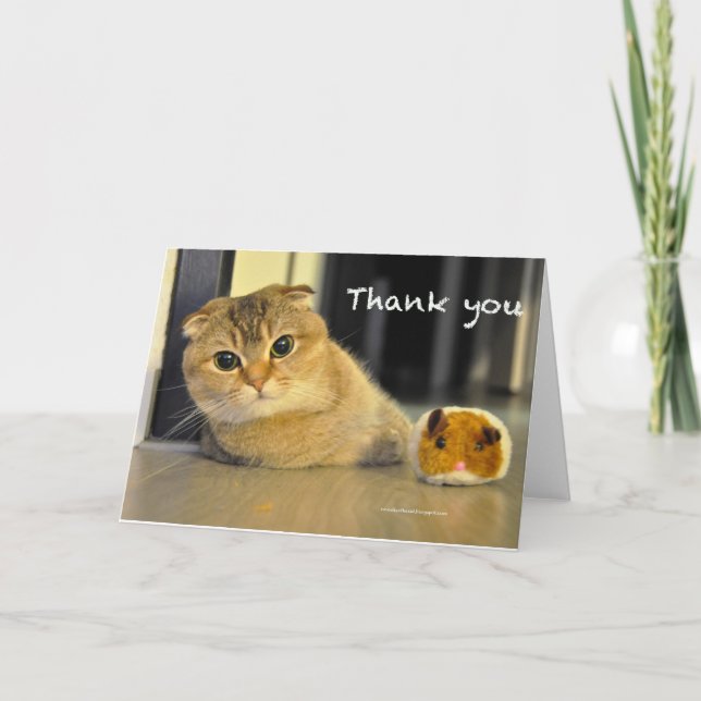 cute scottish fold noodles cat thank you card (Front)