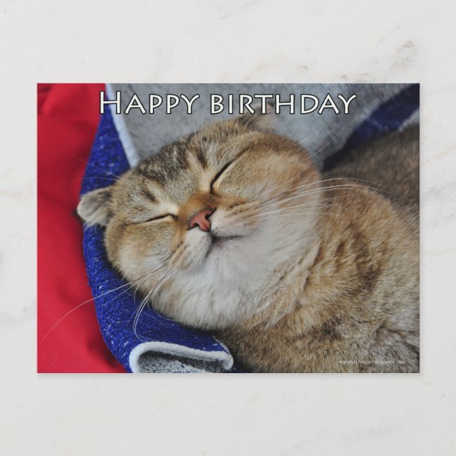 Cute Scottish fold Noodles funny cat birthday card (Front)