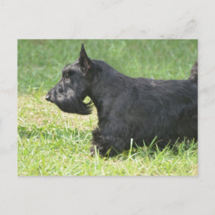 Cute Scottish Terrier Postcard