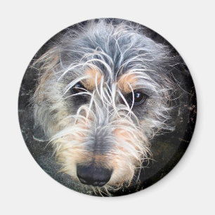 Cute scruffy dog's head magnet