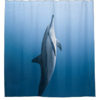 Cute Sea Dolphin