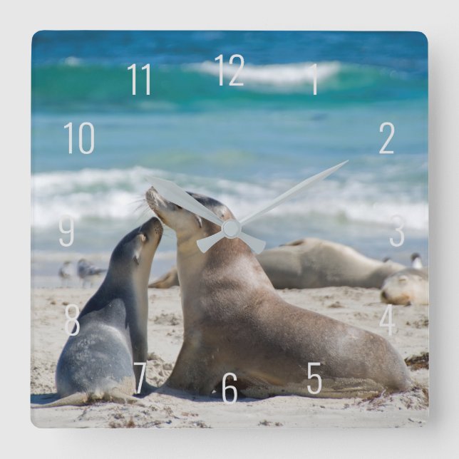 Cute Sea Lion & Baby Pup Beach Australia Square Wa Wall Clock (Front)