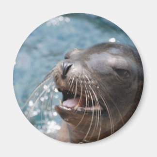 Cute Sea Lion  Magnet
