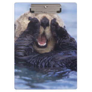 Cute Sea Otter   Alaska, USA Clipboard