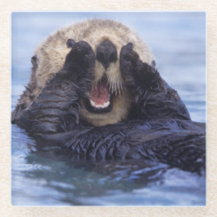 Cute Sea Otter Alaska, USA Glass Coaster
