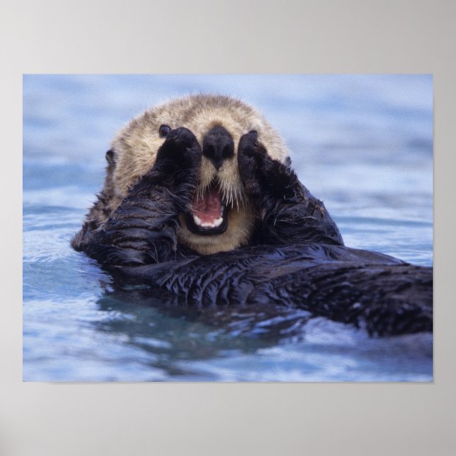 Cute Sea Otter | Alaska, USA Poster (Front)