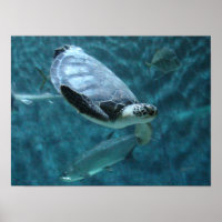 Cute Sea Turtle and Fish Swimming Poster