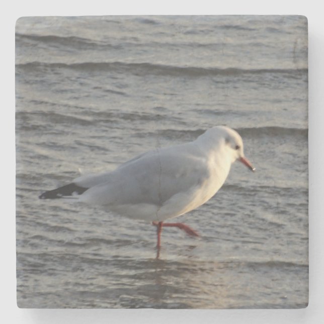 Cute Seagull Stone Coaster (Front)