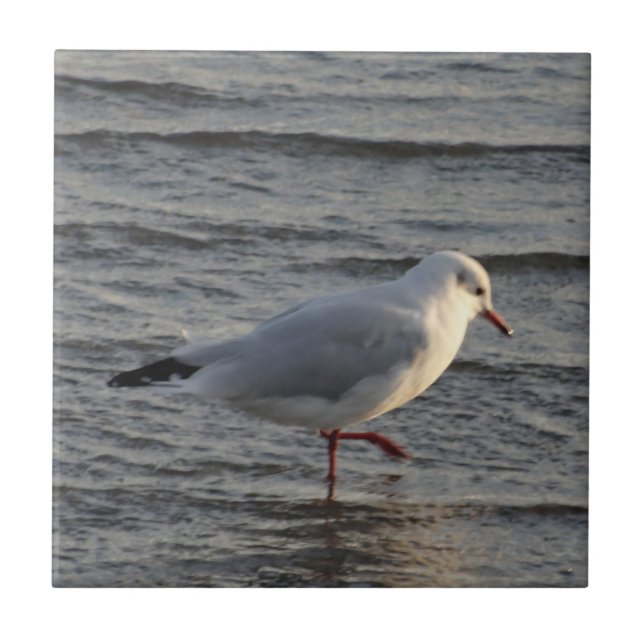 Cute Seagull Tile (Front)