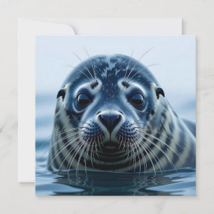 Cute Seal Close up