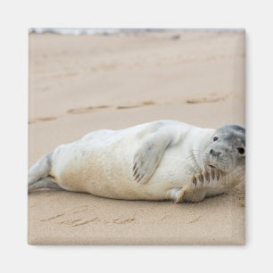 Cute Seal Posing on a Beach Magnet