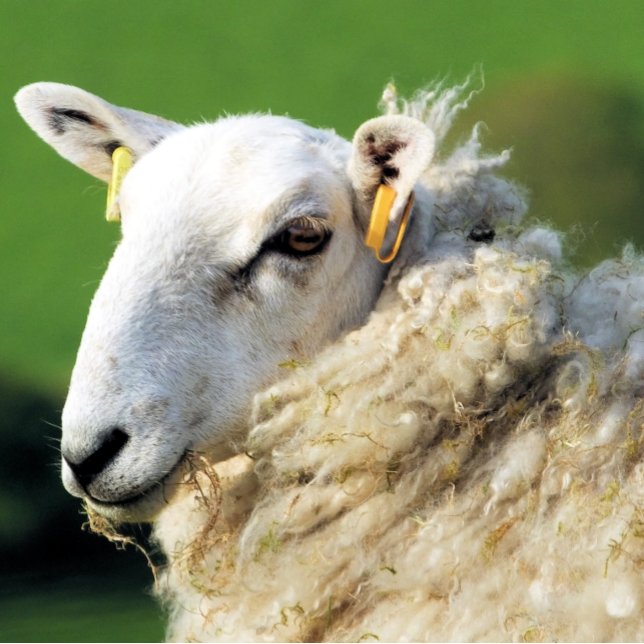 CUTE SHEEP CANVAS PRINT (A photographic design of a cute sheep.)