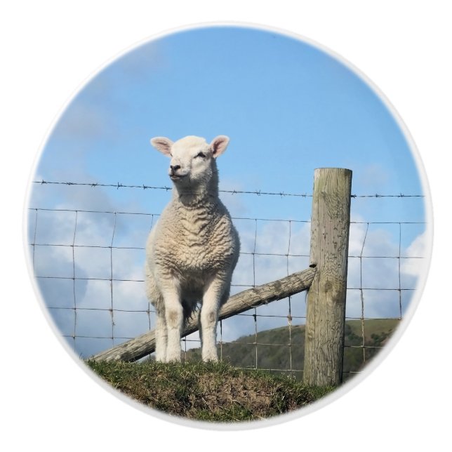 CUTE SHEEP CERAMIC KNOB (Front)