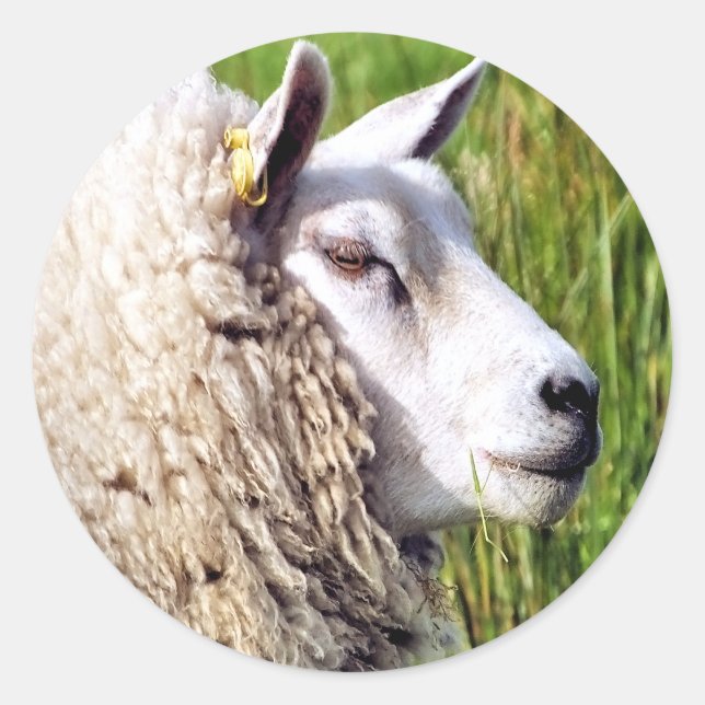 CUTE SHEEP CLASSIC ROUND STICKER (Front)