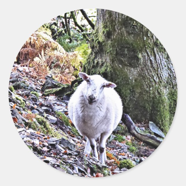 CUTE SHEEP CLASSIC ROUND STICKER (Front)