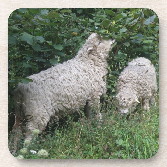 Cute Sheep Eating Leaves Cork Coaster (Front)