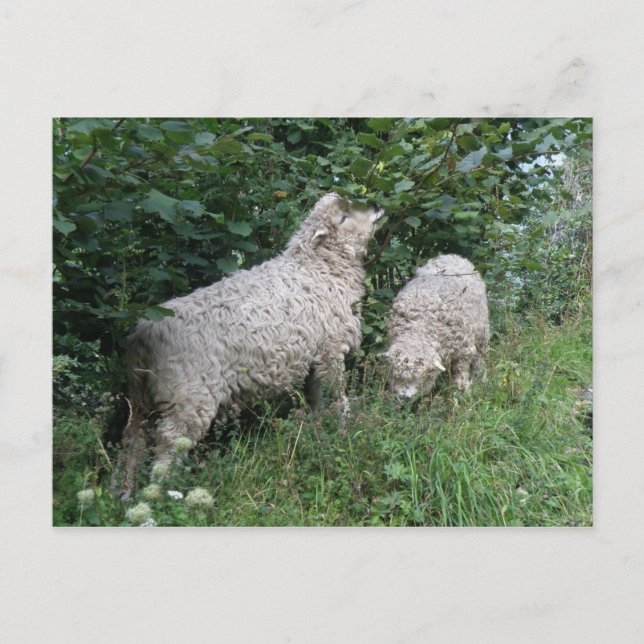 Cute Sheep Eating Leaves Postcard (Front)
