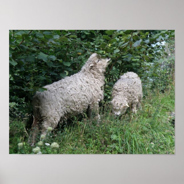 Cute Sheep Eating Leaves Poster (Front)