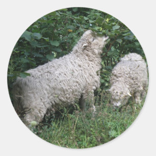 Cute Sheep Eating Leaves Stickers