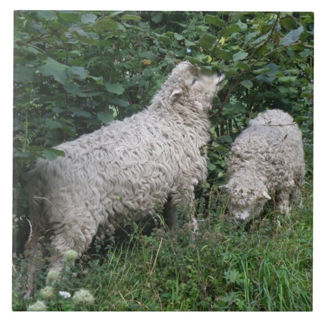 Cute Sheep Eating Leaves Tile (Front)