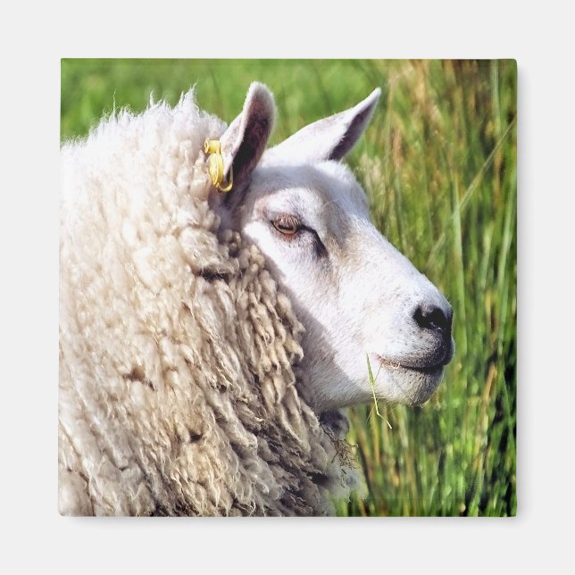 CUTE SHEEP MAGNET (Front)
