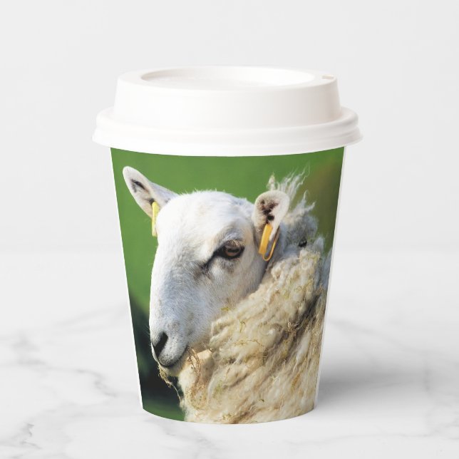 CUTE SHEEP  PAPER CUPS (Front)