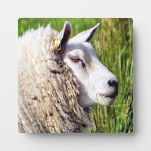 CUTE SHEEP PLAQUE