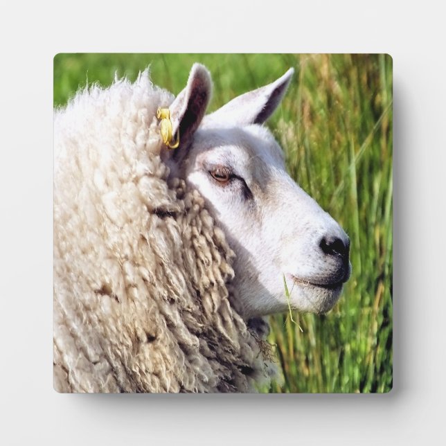 CUTE SHEEP PLAQUE (Front)