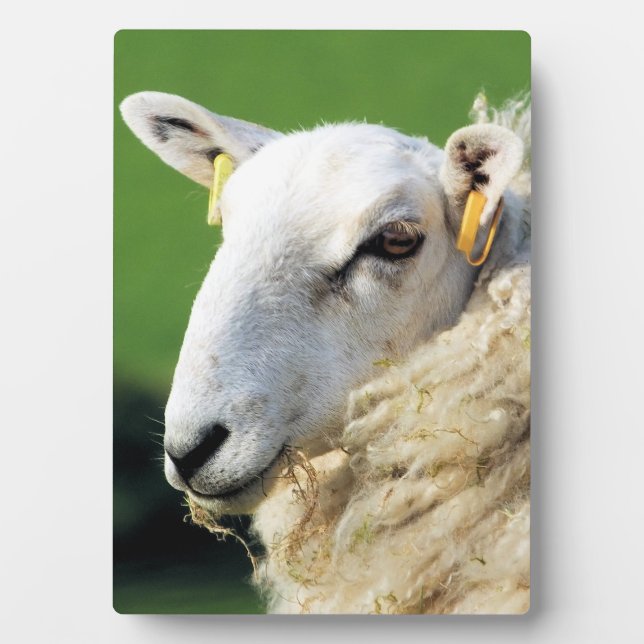CUTE SHEEP PLAQUE (Front)