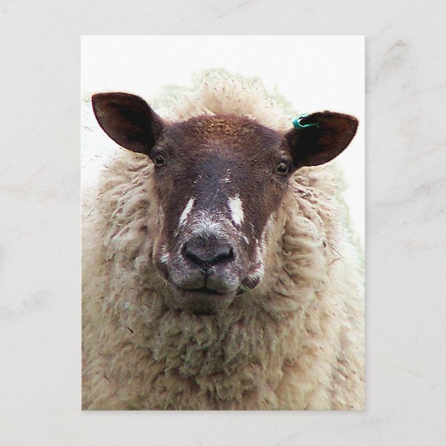 CUTE SHEEP POSTCARD (Front)