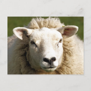 CUTE SHEEP POSTCARD