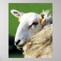 CUTE SHEEP