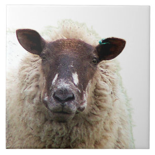 CUTE SHEEP TILE