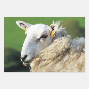 CUTE SHEEP WRAPPING PAPER SHEET