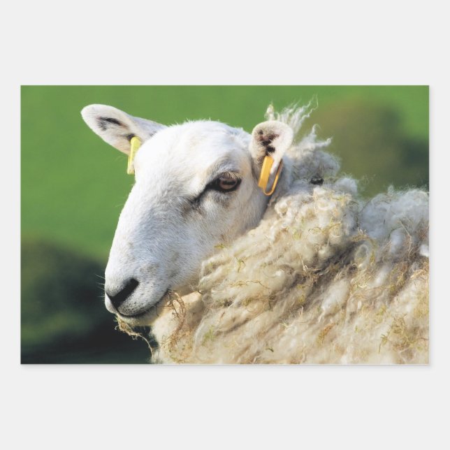 CUTE SHEEP WRAPPING PAPER SHEET (Front)