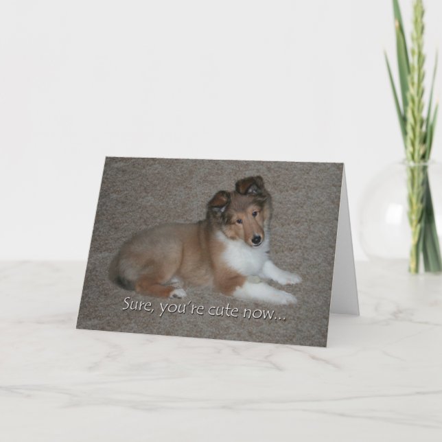 Cute Sheltie Birthday Card (Front)