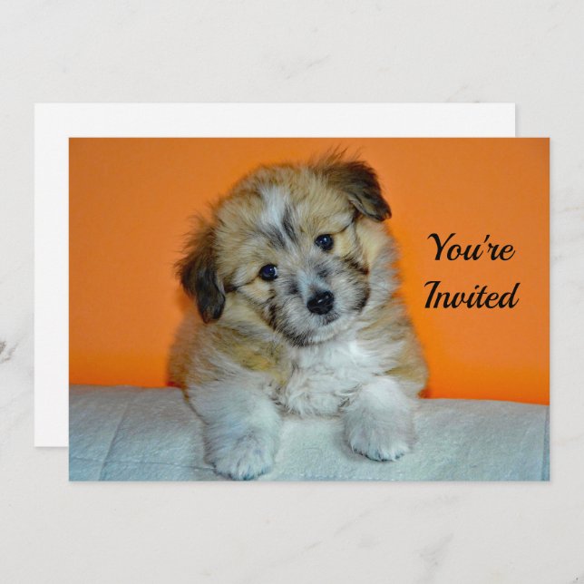Cute Sheltie Puppy Photo Birthday Invitation (Front/Back)