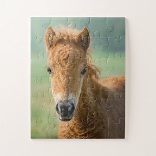 Cute Shetland Pony Foal Horse Head Frontal Photo _ Jigsaw Puzzle