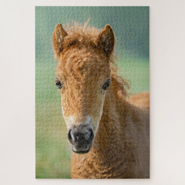 Cute Shetland Pony Foal Horse Head Frontal Photo - Jigsaw Puzzle (Vertical)