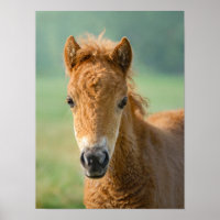 Cute Shetland Pony Foal Horse Head Frontal Photo -