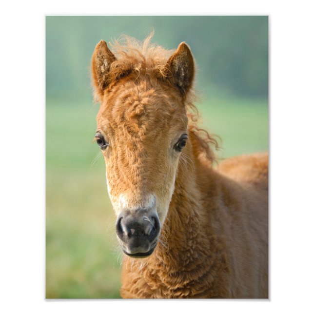 Cute Shetland Pony Foal Horse Head Frontal - Photo Print (Front)