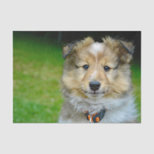 Cute Shetland Sheepdog Photo Tissue Paper