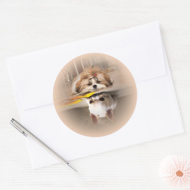 Cute shih tzu and chihuahua classic round sticker (Envelope)