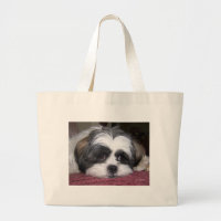 Cute Shih Tzu Dog
