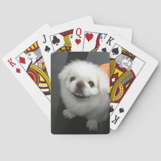 Cute shih tzu looking at the camera playing cards