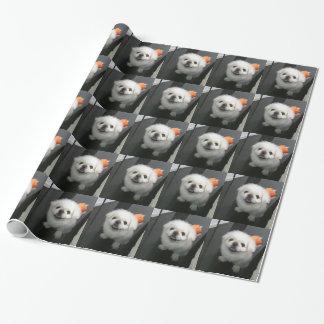 Cute shih tzu looking at the camera wrapping paper